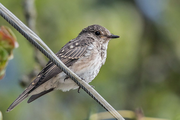 muchár sivý  Muscicapa striata