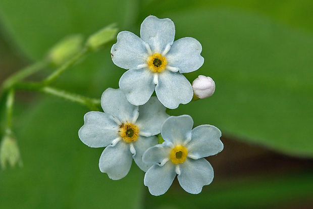 nezábudka Myosotis sp.