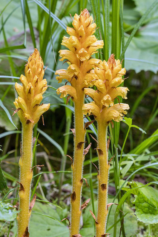 záraza červenožltá Orobanche flava F. W. Schultz