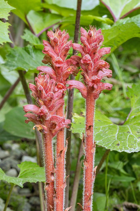 záraza červenožltá Orobanche flava F. W. Schultz