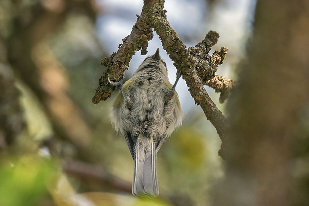 sýkorka belasá   Parus caeruleus