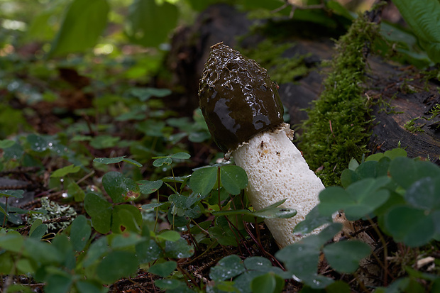 hadovka smradľavá Phallus impudicus L.