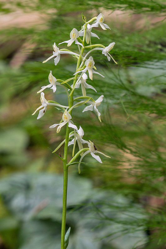 vemenník dvojlistý Platanthera bifolia (L.) Rich.