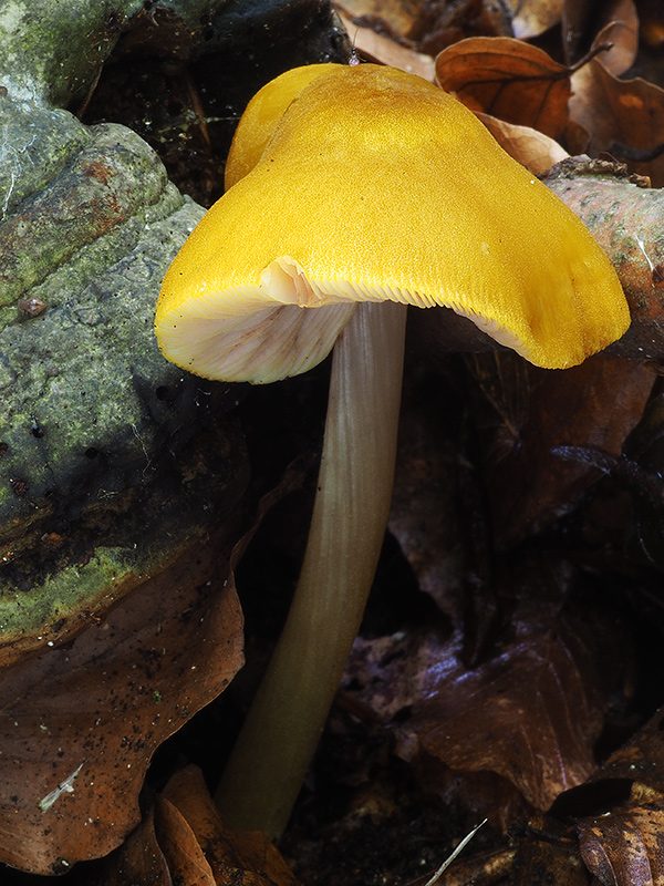 štítovka žltá Pluteus leoninus (Schaeff.) P. Kumm.