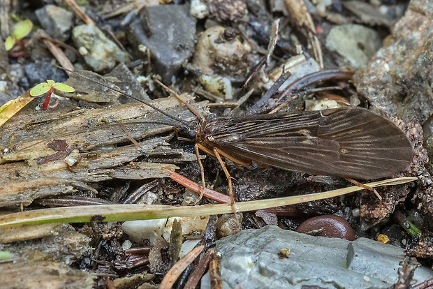 potočník  Potamophylax luctuosus