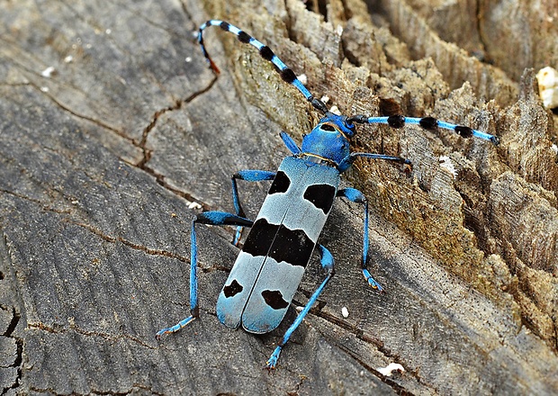 fuzáč alpský Rosalia alpina