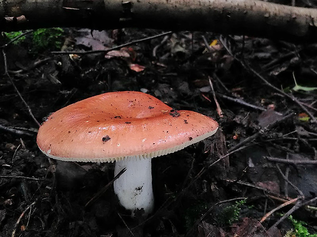 plávka Velenovského Russula cf. velenovskyi Melzer & Zvára