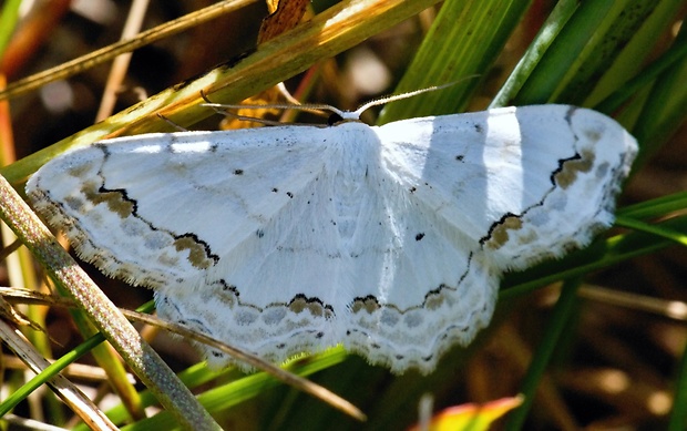 piadica okrášlená Scopula ornata