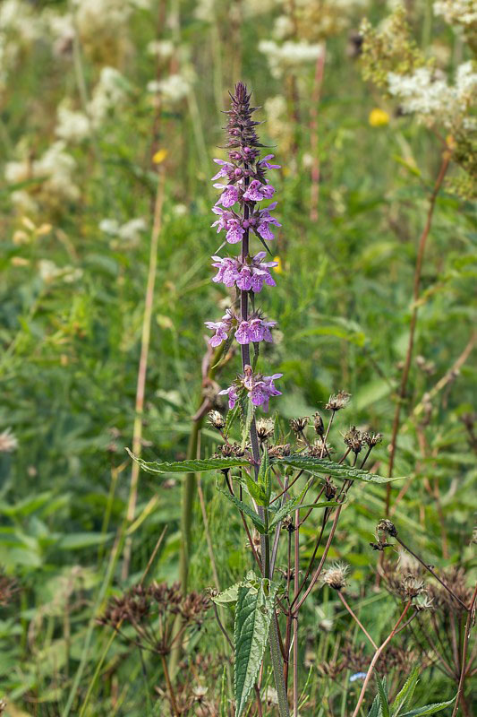 čistec močiarny Stachys palustris L.