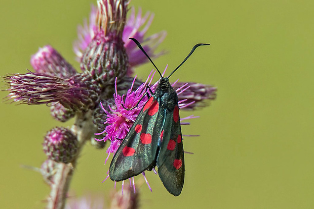 vretienka päťbodá Zygaena lonicerae