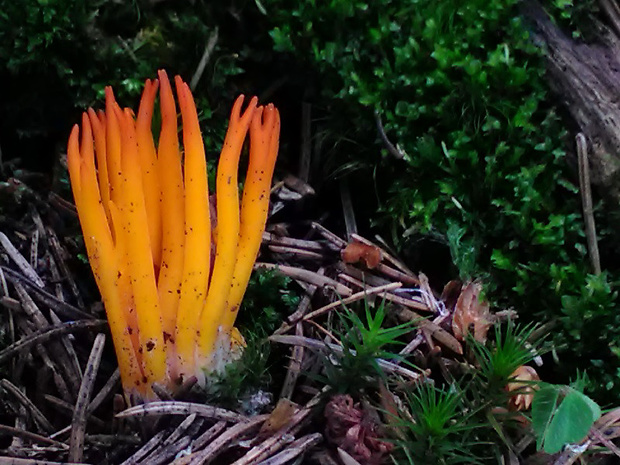 parôžkovec lepkavý Calocera viscosa (Pers.) Fr.