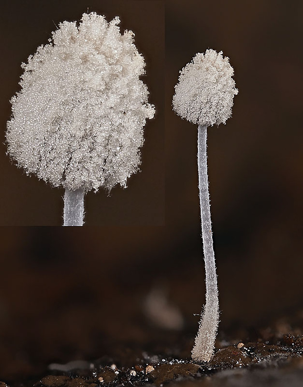 hnojník ovinutý Coprinopsis laanii (Kits van Wav.) Redhead, Vilgalys & Moncalvo