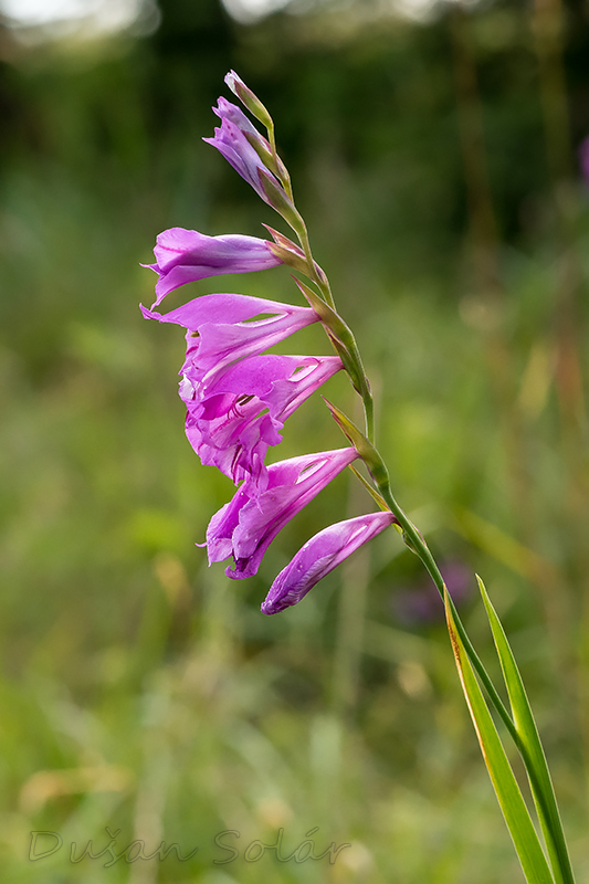 mečík škridlicovitý Gladiolus imbricatus L.