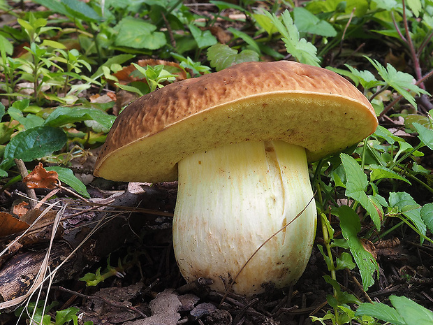 hríb jamkatý Hemileccinum depilatum (Redeuilh) Šutara