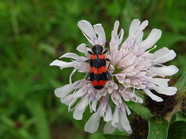 pestroš včelí Trichodes apiarus