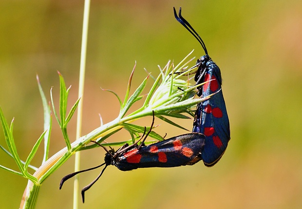 vretienka obyčajná  Zygaena filipendulae