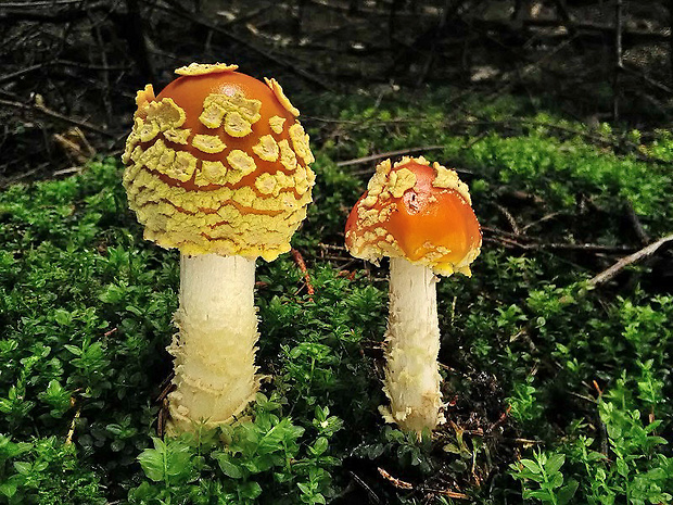 muchotrávka kráľovská Amanita regalis (Fr.) Michael