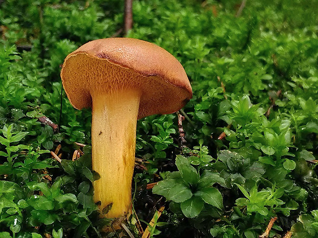 meďovec korenistý Chalciporus piperatus (Bull.) Bataille