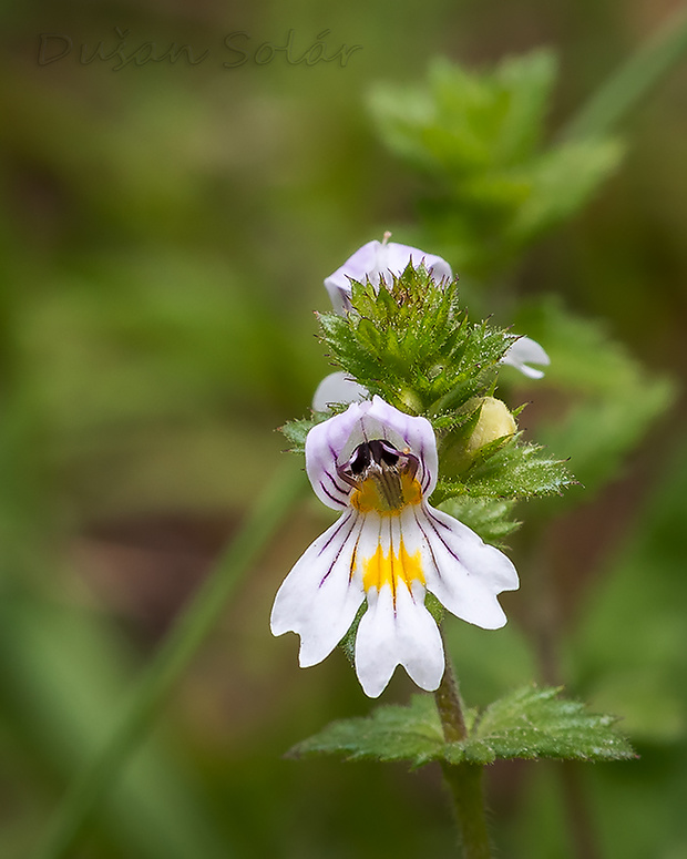 očianka rostkovova Euphrasia rostkoviana Hayne