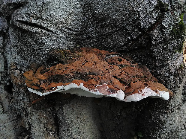 lesklokôrovka Pfeifferova Ganoderma pfeifferi Bres.