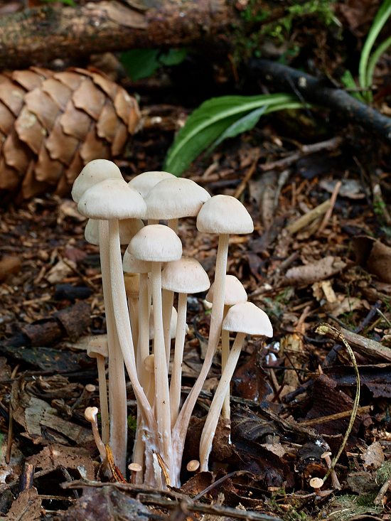 peniazovka trsovitá Gymnopus confluens (Pers.) Antonín, Halling & Noordel.