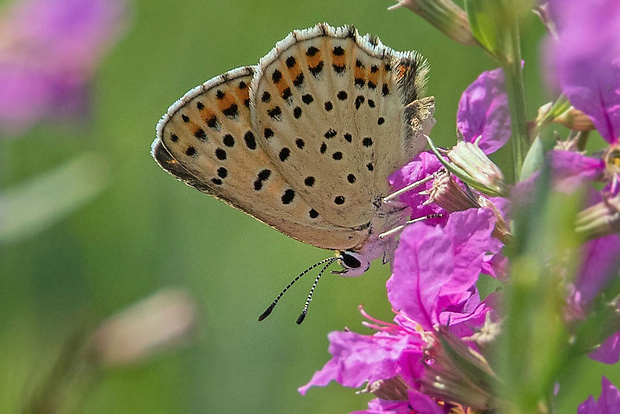 ohniváčik čiernoškvrnný Lycaena tityrus