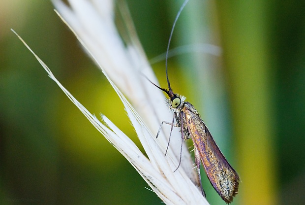 adéla chrastavcová Nemophora metallica