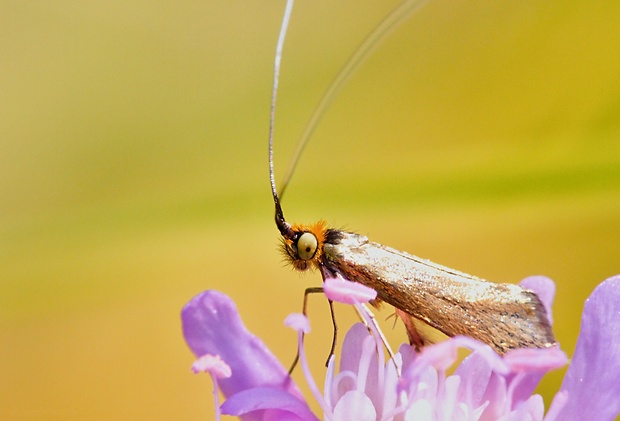 adéla chrastavcová Nemophora metallica