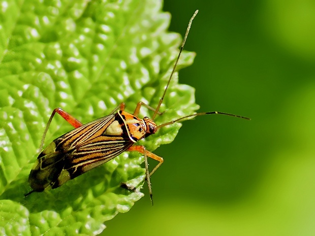 bzdôška obaľovačová Rhabdomiris striatellus