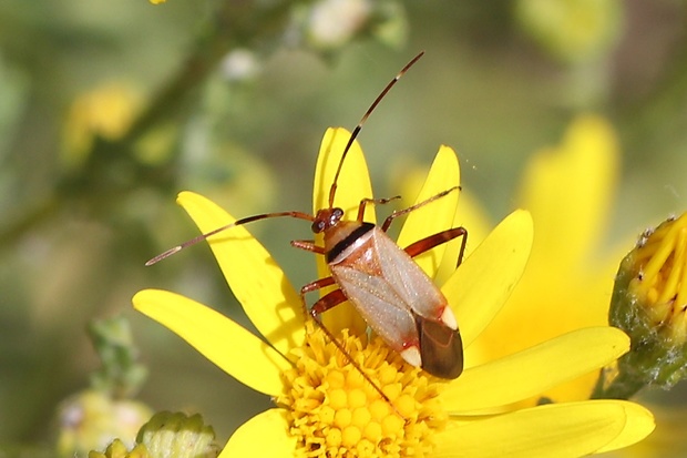 bzdôška pásavá Adelphocoris vandalicus