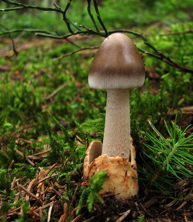 muchotrávka Amanita sp.