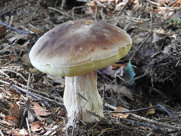 hríb smrekový Boletus edulis Bull.