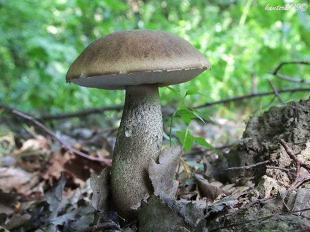 kozák topoľový Leccinum duriusculum (Schulzer ex Kalchbr.) Singer