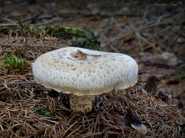 húževnatec šupinatý Neolentinus lepideus (Fr.) Redhead & Ginns