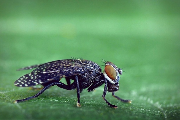 temnuška čiernonohá (sk) / temnatka běžná (cz) Platystoma seminationis Fabricius, 1775