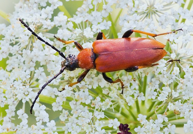 fuzáč obyčajný Stictoleptura rubra