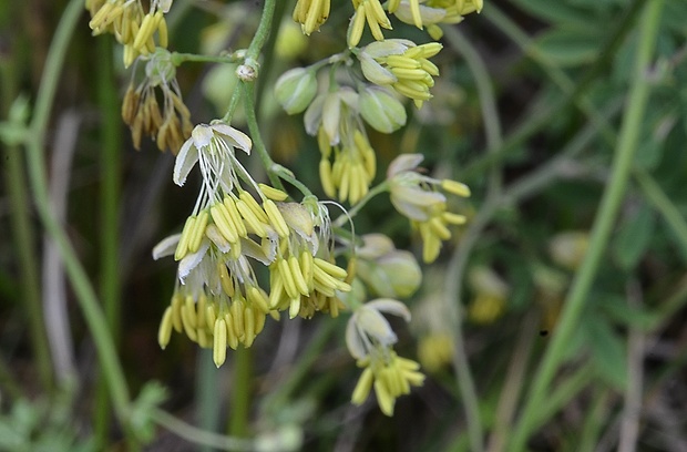 žltuška menšia skalná Thalictrum minus subsp. collinum Osvač.