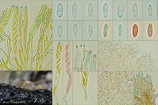 čiašočka jarná Hymenoscyphus vernus (Boud.) Dennis