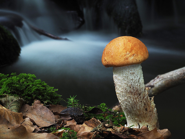 kozák osikový Leccinum albostipitatum den Bakker & Noordel.