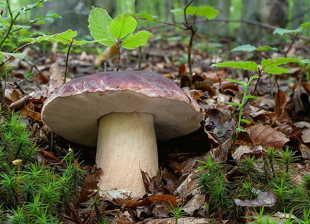 hríb sosnový Boletus pinophilus Pil. et Dermek in Pil.