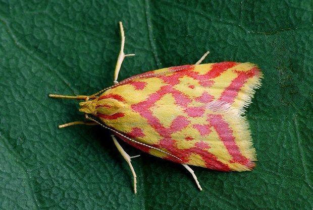 humusovka horčinková (sk) / krásněnka žlutočervená (cz) Hypercallia citrinalis Scopoli, 1763