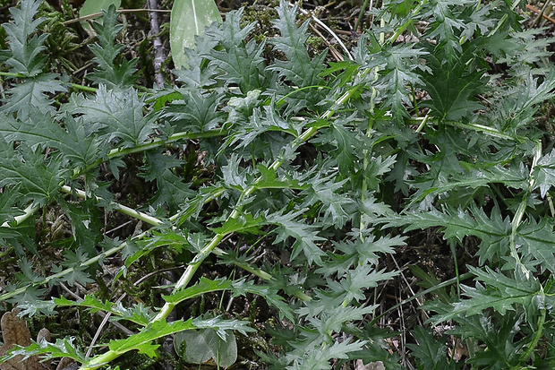 rebrica pyrenejská Libanotis pyrenaica (L.) Bourg.