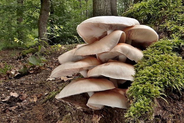 štítovka Pluteus sp.