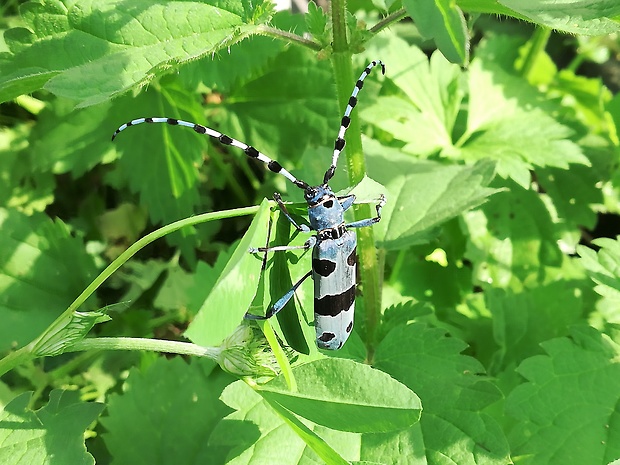 fúzač alpský Rosalia alpina alpina Linnaeus, 1758