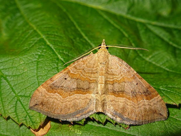 piadivka stoklasová Scotopteryx chenopodiata