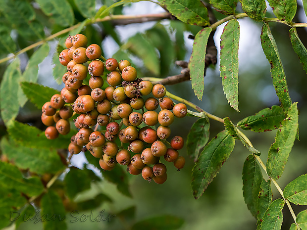 jarabina vtáčia Sorbus aucuparia L.