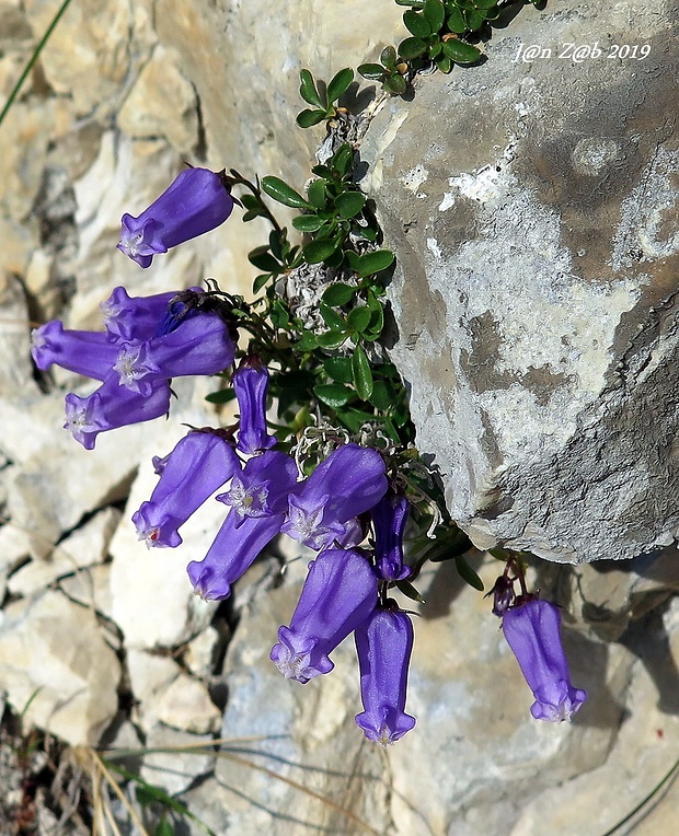 zvonček zoysov Campanula zoysii Wulfen