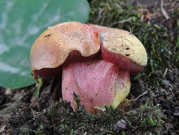 rubínovec obyčajný Chalciporus rubinus (W.G. Sm.) Singer