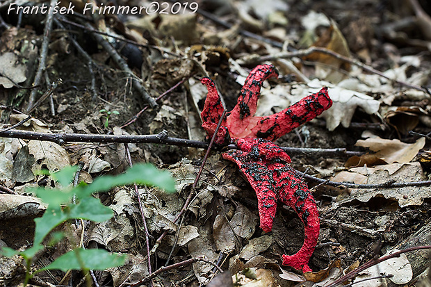 mrežovka kvetovitá Clathrus archeri (Berk.) Dring