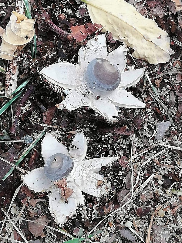 hviezdovka tmavá Geastrum coronatum Pers.